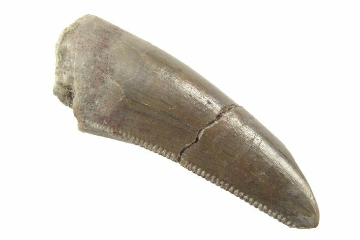 Rare, Serrated, Megalosaurid (Marshosaurus) Tooth - Colorado #222491